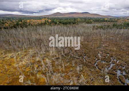 Alberi morti in una palude in autunno nei boschi del Maine. Foto Stock