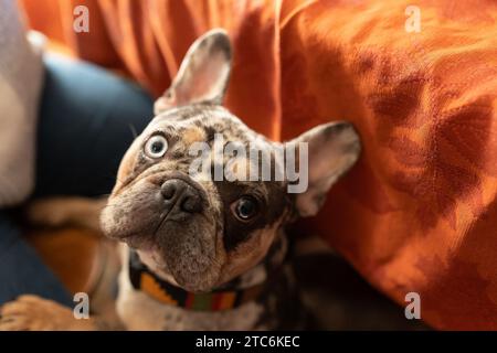 bulldog francese addobbato alla ricerca di raschietti sotto un tavolo Foto Stock