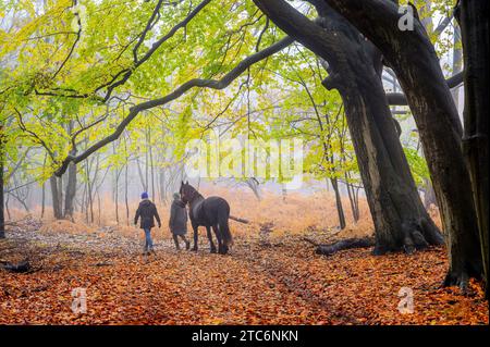 Escursioni a cavallo nella splendida foresta di colori autunnali in autunno, Amsterdamse Waterleidingduinen, Paesi Bassi. Foto Stock