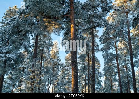 Pini nella neve al tramonto. Grantown a Spey, Morayshire, Scozia Foto Stock