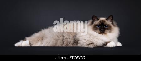 Maestoso punto di foca per adulti Sacred Birman Cat, disposto lateralmente. Guardando verso la fotocamera con occhi blu intenso. Isolato su sfondo nero. Foto Stock