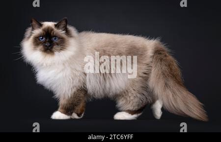 Maestoso punto di osservazione per adulti, Sacred Birman Cat, camminando lateralmente. Guardando verso la fotocamera con occhi blu intenso. Isolato su sfondo nero. Foto Stock