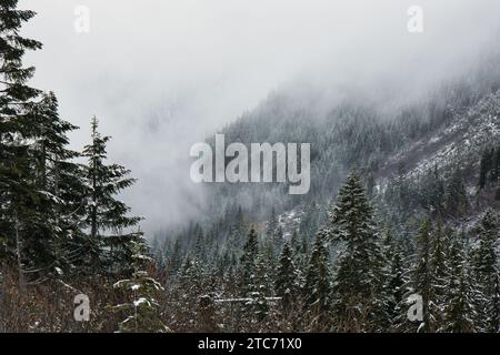 Gli alberi su un pendio montano nella catena montuosa Cascade Mountain dello stato di Washington sono ricoperti da una nebbia mattutina Foto Stock