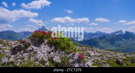 Rosa alpino fiorito, rododendro, Koblat-Höhenweg sul Nebelhorn, dietro l'Hochvogel, 2592 m, Alpi di Allgäu, Allgäu, Baviera, Germania, Europa Foto Stock