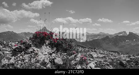 Rosa alpino fiorito, rododendro, Koblat-Höhenweg sul Nebelhorn, dietro l'Hochvogel, 2592 m, Alpi di Allgäu, Allgäu, Baviera, Germania, Europa Foto Stock