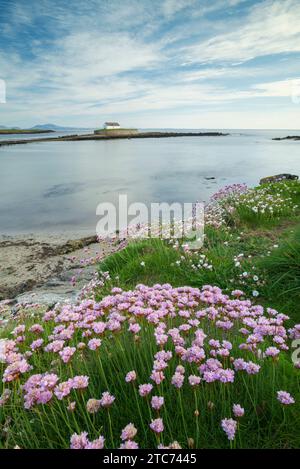 Pinks marini fioriti a Porth Cwyfan, con la chiesa di St Cwyfan su un isolotto di marea nella baia, Anglesey, Galles, Regno Unito. Primavera (maggio) 2019. Foto Stock