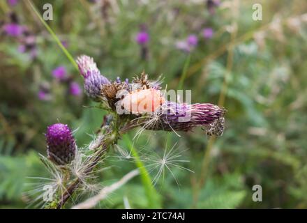 Hairy Shield Bug (Dolycoris baccarum) adulto appena modellato con una strana colorazione rosa, nell'Herefordshire UK. Luglio 2020 Foto Stock