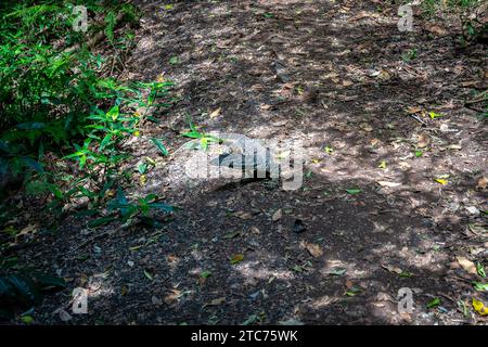 Wild Lace monitor (goanna) lucertola nel Bunya Mountains National Park, Queensland, Australia Foto Stock