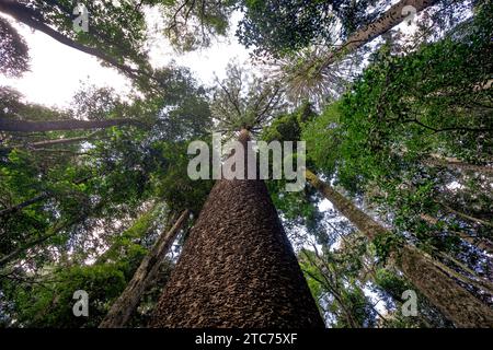 Guardando i pini Bunya nel Bunya Mountains National Park, Queensland, Australia Foto Stock