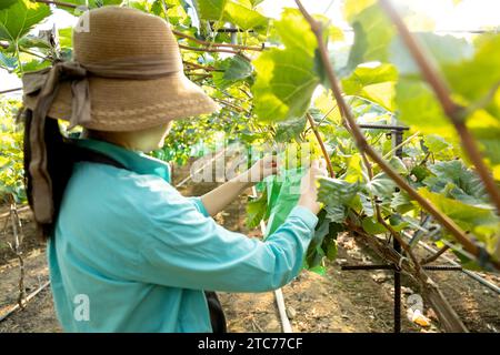 Una giovane contadina mette una borsa sul suo vigneto per prevenire la malattia degli alberi da frutto. Foto Stock