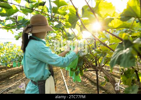 Una giovane contadina mette una borsa sul suo vigneto per prevenire la malattia degli alberi da frutto. Foto Stock