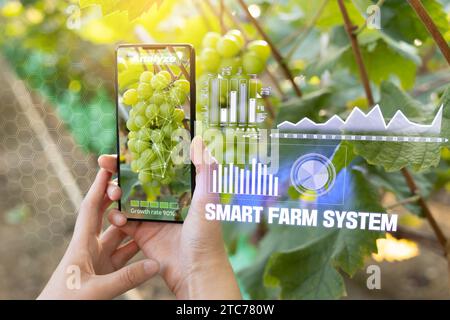 Una donna che misura il tasso di crescita del raccolto con la realtà aumentata e la tecnologia AR utilizzando un dispositivo intelligente in un campo di uva (Shine Muscat). Smart Farm, Augmente Foto Stock