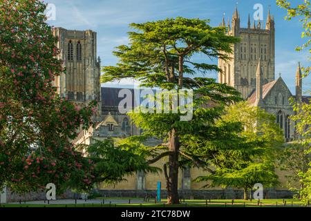 Wells Cathedral in una splendida serata primaverile, Wells, Somerset, Inghilterra. Primavera (maggio) 2019. Foto Stock