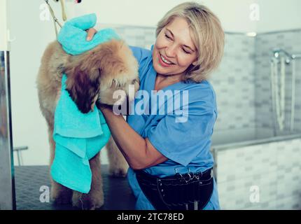 Donna matura parrucchiere salvietta cucciolo di cane afghano nel parrucchiere per cani Foto Stock