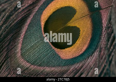 Un primo piano di una vivace composizione di piume pavone Foto Stock