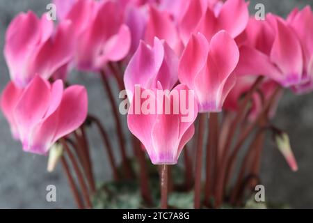 Vista ravvicinata dei bellissimi fiori rosa di una pianta di ciclamino persico con messa a fuoco selettiva Foto Stock