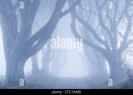 Foggy Trees presso la famosissima Dark Hedges Beech avenue nella contea di Antrim, Irlanda del Nord. Foto Stock