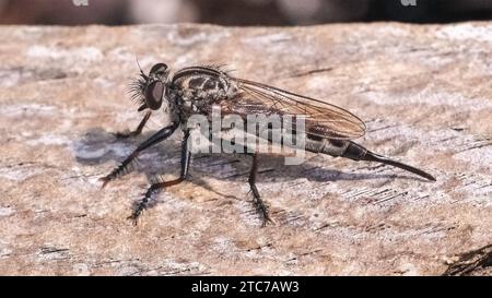 Il grande predatore bruno peloso Robber Fly (Asilidae) poggia su un pezzo di legno. Long Island, New York Foto Stock