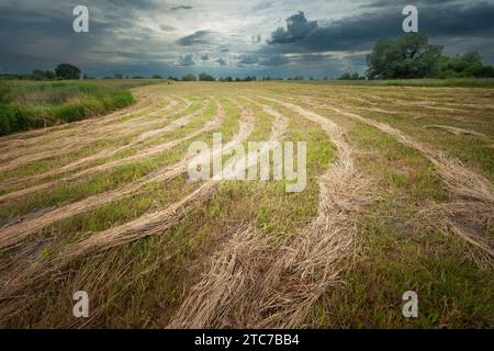 Erba falciata su un prato rurale, giornata nuvolosa di giugno nella Polonia orientale Foto Stock