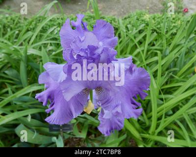 Un primo piano di un Iris barbuto blu in un giardino verde Foto Stock
