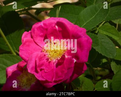 Una rosa rosa rosa vivace con una lussureggiante vegetazione verde e petali fioriti in cima al suo stelo Foto Stock