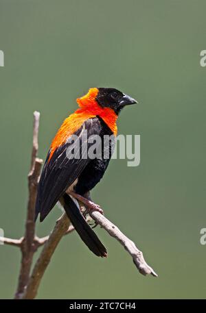 Il vescovo nero (Euplectes gierowii) è una specie di uccello passerino della famiglia Ploceidae originaria dell'Africa a sud del Sahara. Foto Stock