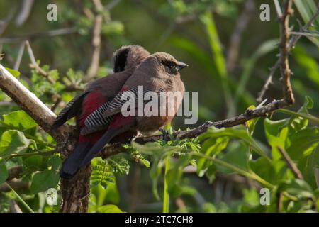 Becco di cera con faccia nera (Brunhilda erythronotos syn. Estrilda erythronotos) arroccato su un vecchio ramo. specie comuni di estrildidi finch trovate nel sud Foto Stock