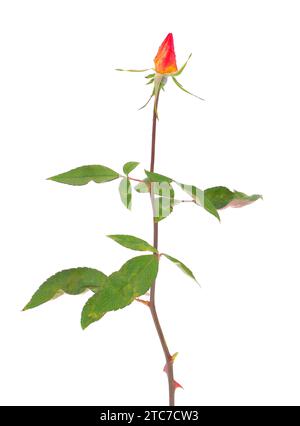 La Cina è cresciuta isolata su sfondo bianco, Rosa chinensis Foto Stock