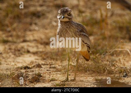 Pietra (curlew Burhinus oedicnemus) sul terreno. Questo trampolieri si trova in secco scrublands aperto d'Europa, Africa del nord e del sud-ovest dell'Asia. Esso Foto Stock