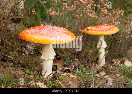 Mosca agarica, Amanita muscaria, due corpi fruttiferi completamente formati in coppia in erica Foto Stock