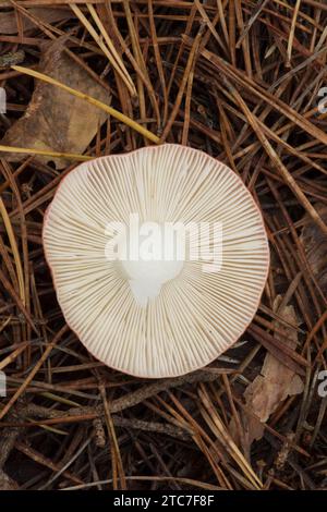 Il sickener, Russula emetica, russula emetica, vomito russula, branchie sul lato inferiore del tappo, ottobre Foto Stock