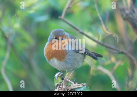 Robin, European Robin, erithacus rubecula, Winter, arroccati nella siepe, novembre, Regno Unito, novembre Foto Stock