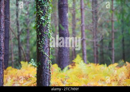 Foresta autunnale con i colori autunnali foresta nazionale di Perigord Foto Stock