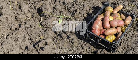 Una cassa di patate appena raccolte in un campo in una giornata di sole con spazio per le copie Foto Stock