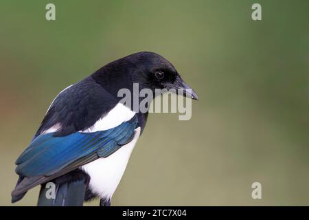 Vista laterale di un uccello magpie selvaggio del Regno Unito (Pica pica) con spazio per copiare a destra dell'uccello. Foto Stock