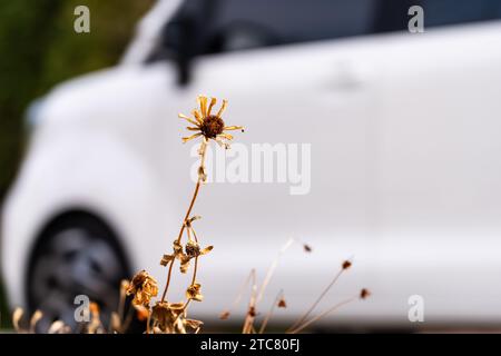 Piante secche prese mentre cammini vicino alla stazione di Neungnae a Namyangju-si Foto Stock