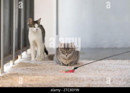 Carino gatto che caccia, gioca e guarda il giocattolo su sfondo grigio a casa Foto Stock