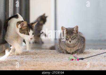 Due piccoli animali domestici che cacciano e giocano a casa Foto Stock