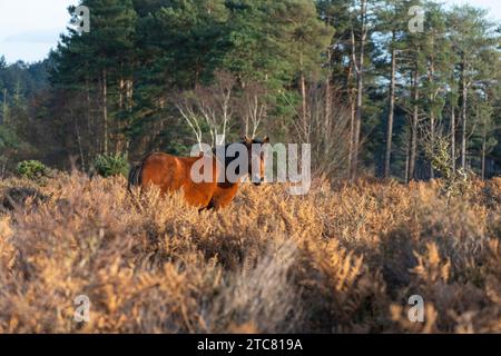 Pony at Mogshade Hill nel New Forest National Park, Hampshire, Inghilterra, Regno Unito Foto Stock