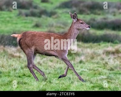 Red Deer Hind Foto Stock