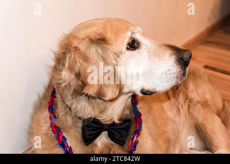 Splendido cane Golden Retriever con cravatta e ciondolo il giorno di Natale Foto Stock