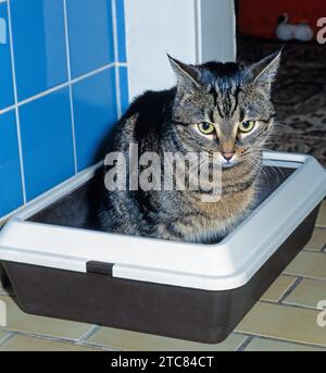 Gestromter Kater benutzt gut erzogen sein Katzenklo im Badezimmer Katzenklo *** Tabby Cat usa la sua scatola per rifiuti nel bagno contenitore per rifiuti ben comportati credito: Imago/Alamy Live News Foto Stock