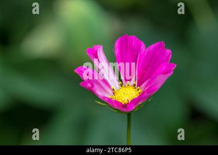 Fiore rosa Cosmos in un giardino all'inglese Foto Stock