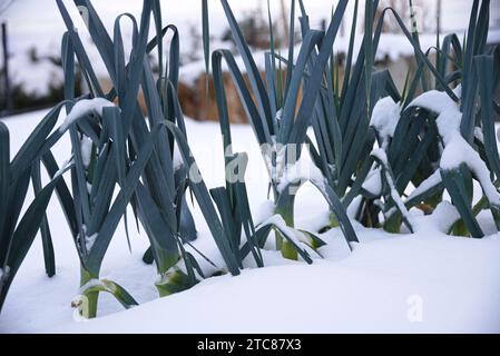Porro coperto di neve nel giardino vegetale - porro in inverno Foto Stock
