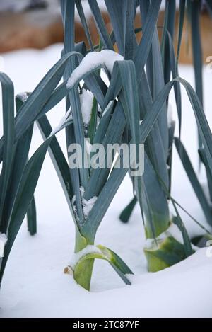 Porro innevato nel giardino vegetale - porro in inverno Foto Stock