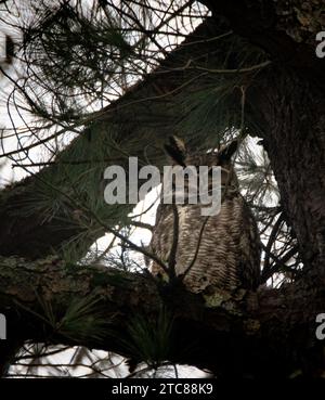 Il Great Horned Owl Roosting in a Pine Tree Foto Stock