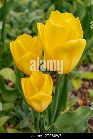 Una foto di tre tulipani gialli catturati nei giardini del castello di Rosenborg (Copenaghen) Foto Stock