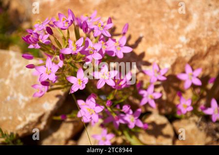 Primo piano del centaurio comune (Centaurium erythraea) fiori infiorescenza (Llíber, Vall de Pop Valley, Marina alta, Alicante, Comunità Valenciana, Spagna) Foto Stock