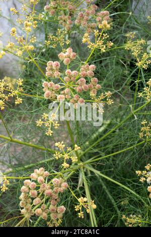 Cachrys sicula è un'erba perenne originaria della regione del Mediterraneo occidentale. Fiori e frutta dettaglio. Foto Stock