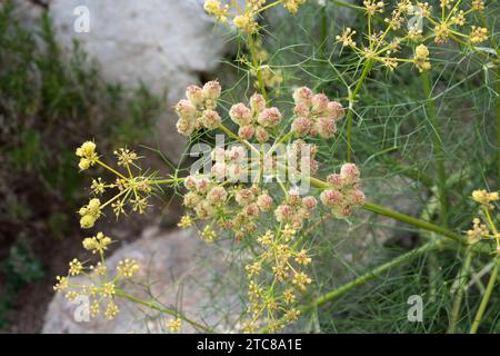 Cachrys sicula è un'erba perenne originaria della regione del Mediterraneo occidentale. Fiori e frutta dettaglio. Foto Stock